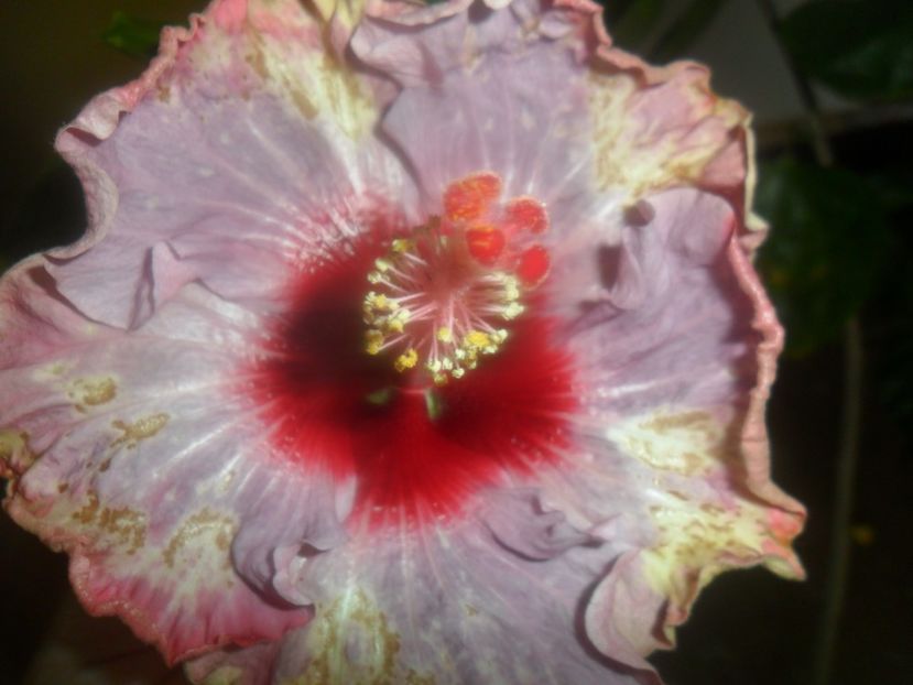  - indian diamond are forever