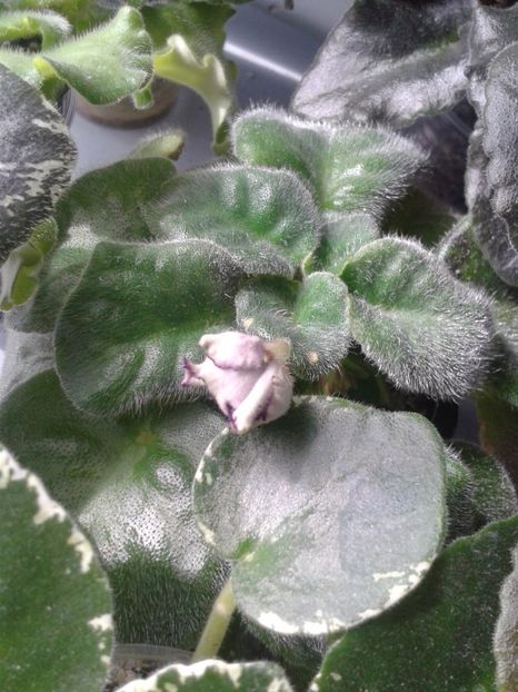 29 apr - ZZ RS Greis