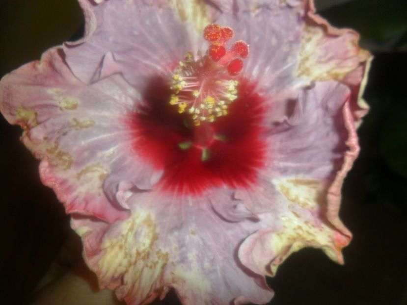  - indian diamond are forever