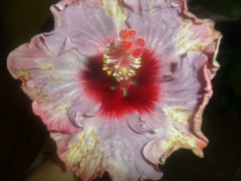  - indian diamond are forever