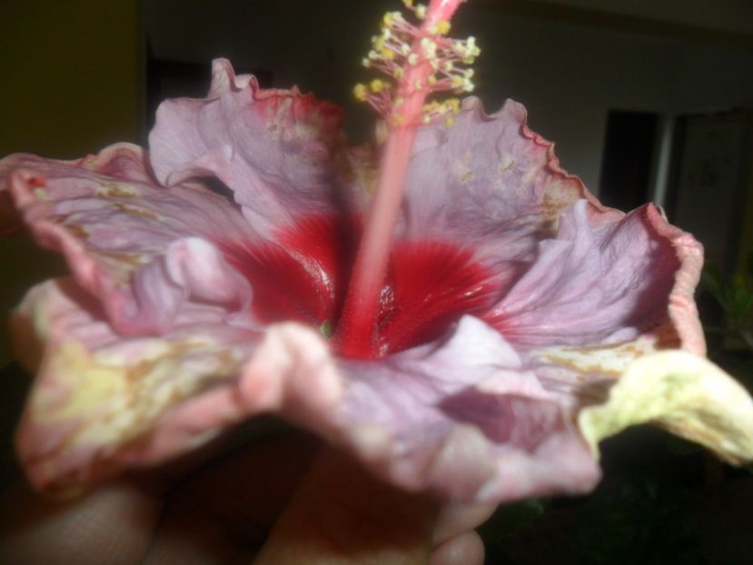  - indian diamond are forever