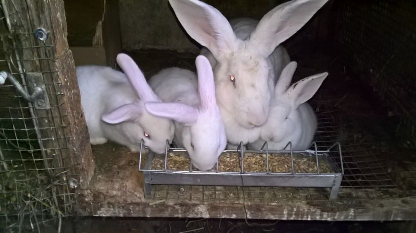 montata in 30.05.2017 cu •••••••> - a- femela hycole 1alba