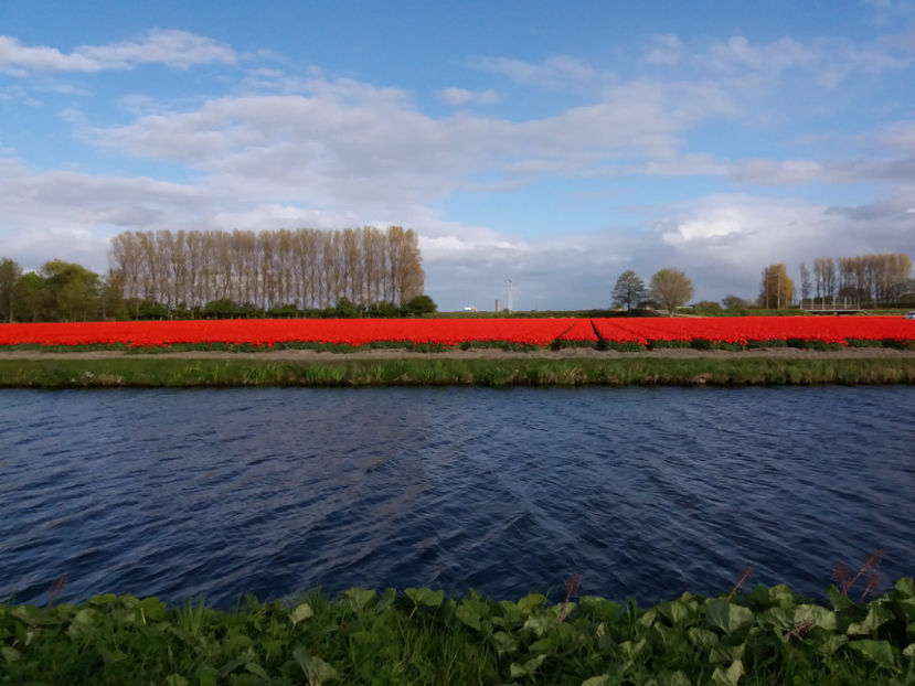 Picture 329 - Keukenhof Olanda-aprilie 2017