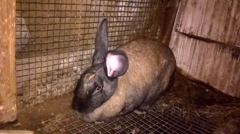 montata in 27.04. 2017 cu••••> - a1- femela hycole 2turingen