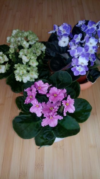  - COLECTIE VIRTUALA violete