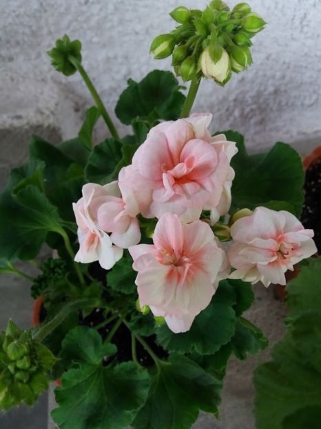  - COLECTIE VIRTUALA violete