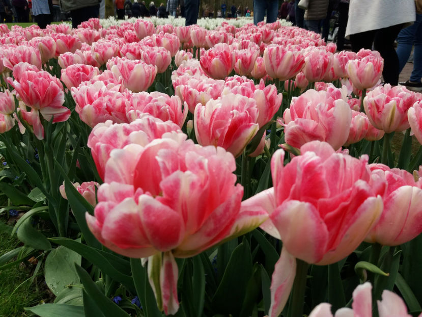 Picture 330 - Keukenhof Olanda-aprilie 2017