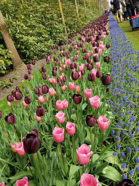 Picture 335 - Keukenhof Olanda-aprilie 2017