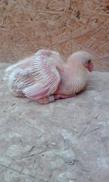 02 - Tineret AGH 2017