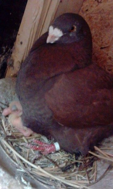 03 - Tineret AGH 2017