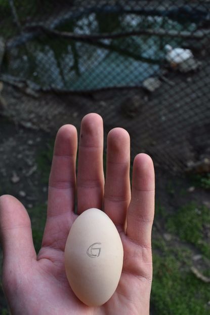 ou mai mare decat cel de gaina.. - Rate mandarine galbene