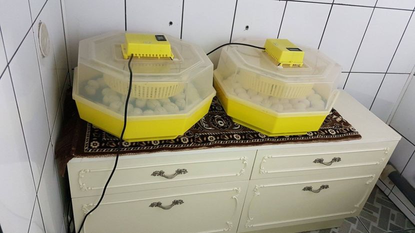 asteptam o noua generatie de puisori - MATERNITATE