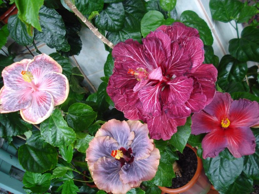  - HIBISCUS 2017