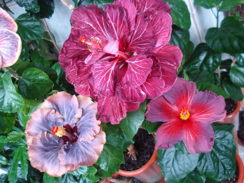  - HIBISCUS 2017