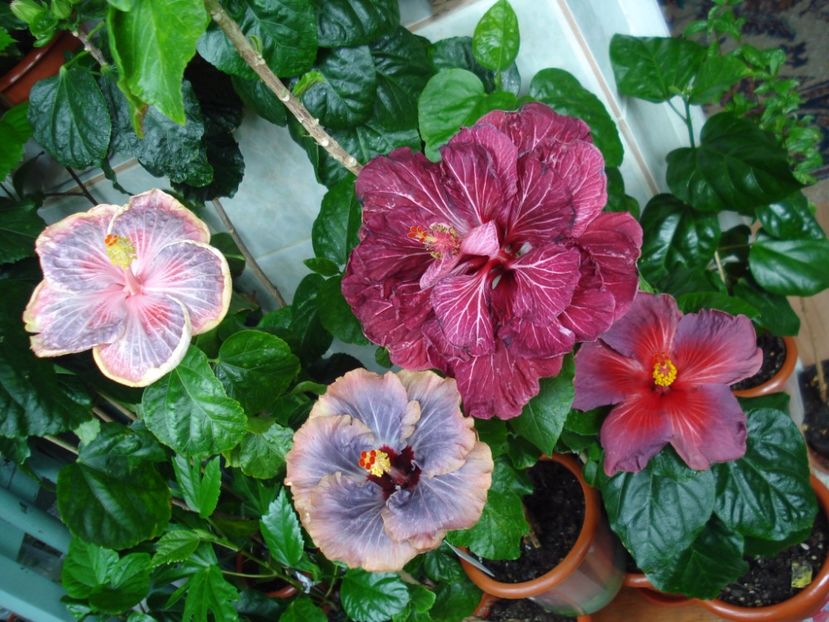  - HIBISCUS 2017