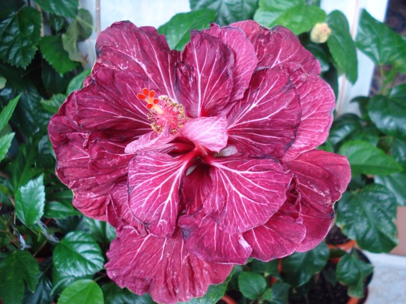  - Hibiscus Tahitian Dragon Lair