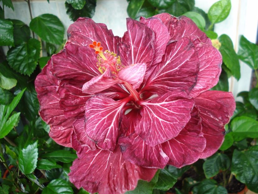  - Hibiscus Tahitian Dragon Lair