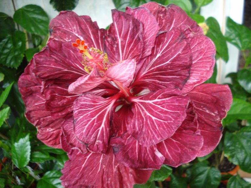  - Hibiscus Tahitian Dragon Lair