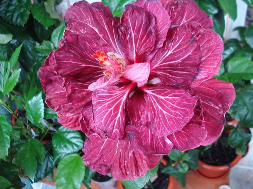  - Hibiscus Tahitian Dragon Lair
