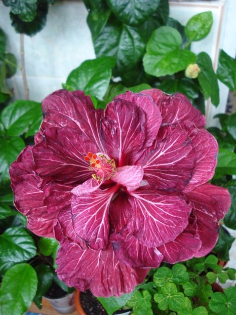  - Hibiscus Tahitian Dragon Lair