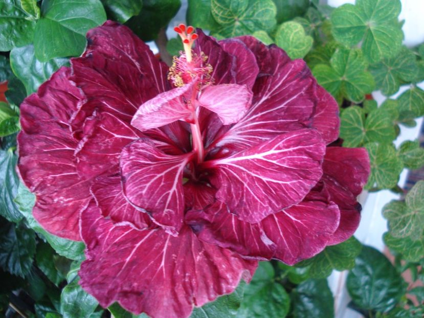  - Hibiscus Tahitian Dragon Lair