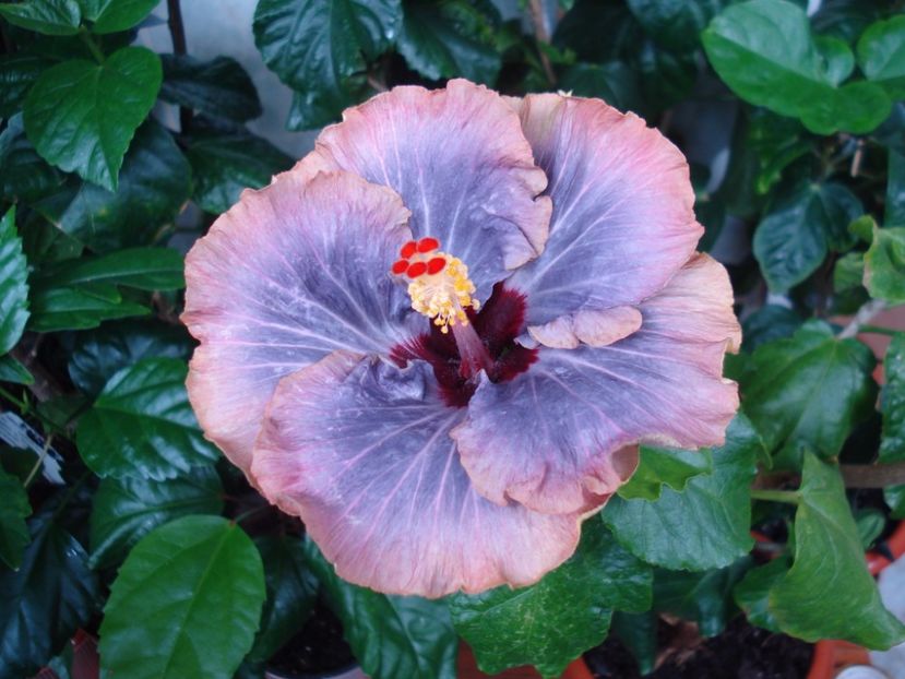  - Hibiscus Tahitian Moody Blue