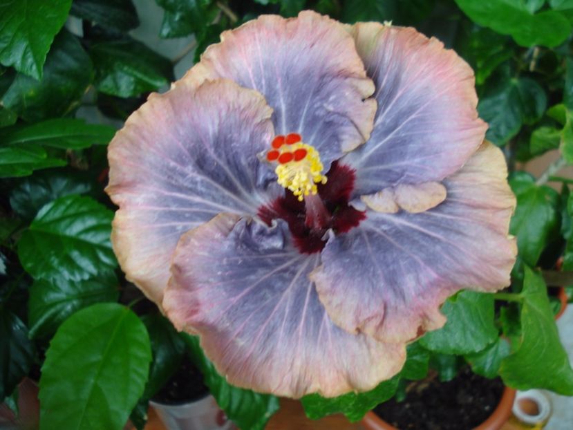  - Hibiscus Tahitian Moody Blue