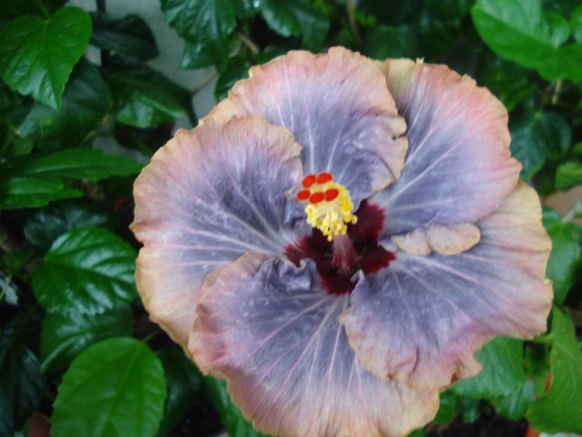  - Hibiscus Tahitian Moody Blue