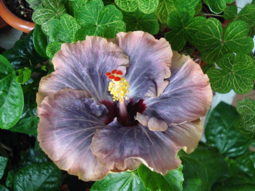  - Hibiscus Tahitian Moody Blue