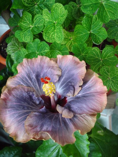  - Hibiscus Tahitian Moody Blue