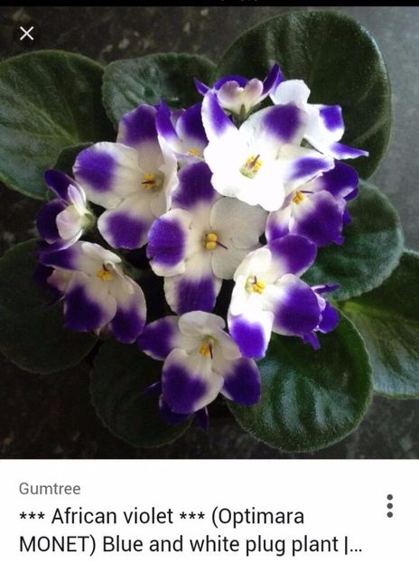 IMG-20170429-WA0035 - COLECTIE VIRTUALA violete