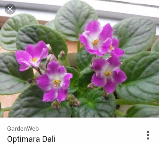 IMG-20170429-WA0033 - COLECTIE VIRTUALA violete