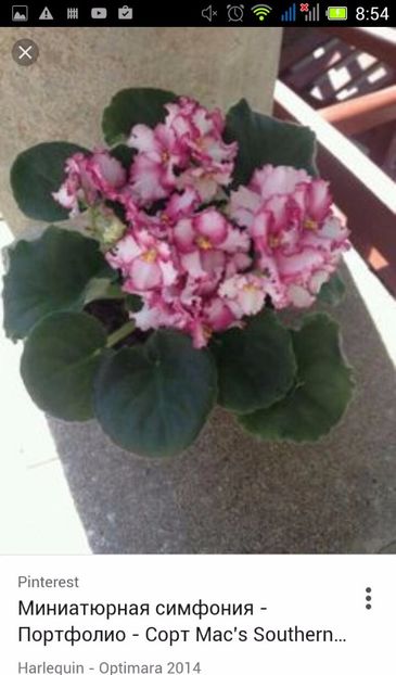 IMG-20170429-WA0032 - COLECTIE VIRTUALA violete