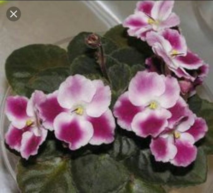 IMG-20170429-WA0019 - COLECTIE VIRTUALA violete