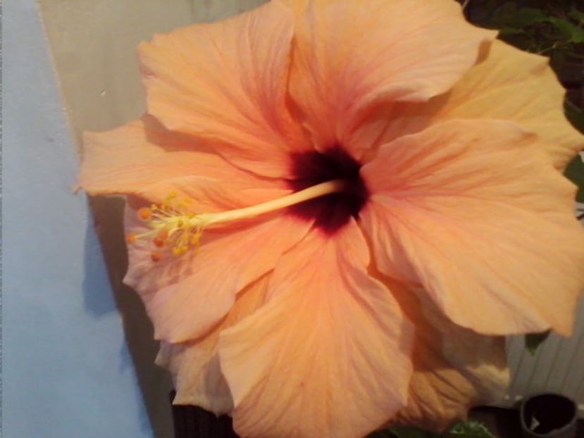  - Trandafir japonez - hibiscus