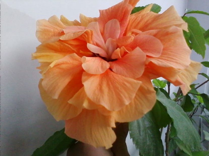  - Trandafir japonez - hibiscus