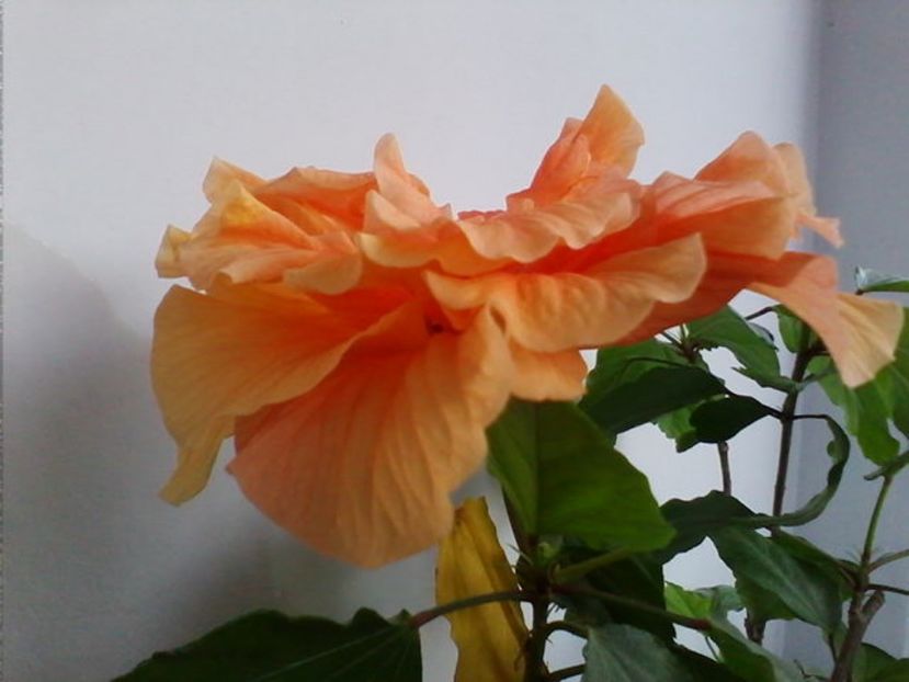  - Trandafir japonez - hibiscus