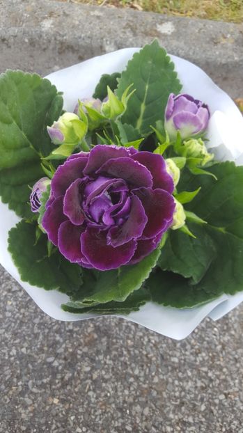  - Gloxinia