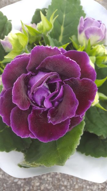  - Gloxinia