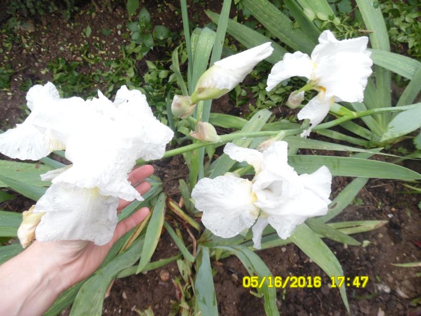 Iris alb, inalt - irisi comuni