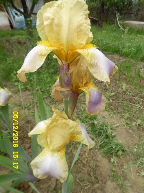 Irisul cu 4 culori si frunze mov la baza - Irisi