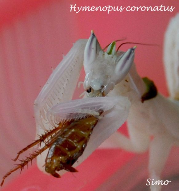  - 1 1 Hymenopus coronatus