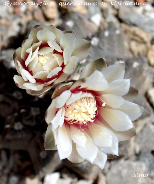 Gymnocalycium quehlianum v. kleinianum,Sierra de Oro,Cord - Flori cactusi 2017