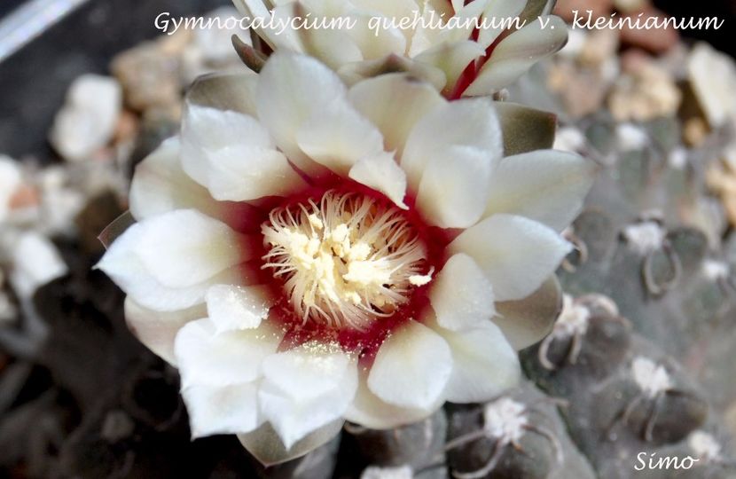 Gymnocalycium quehlianum v. kleinianum,Sierra de Oro,Cord - Flori cactusi 2017