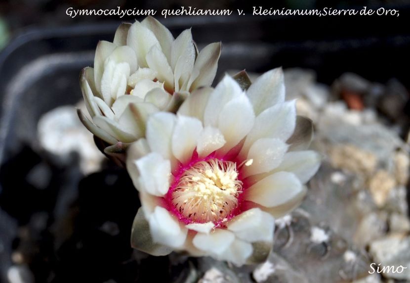 Gymnocalycium quehlianum v  kleinianum Sierra de Oro Cord - Flori cactusi 2017