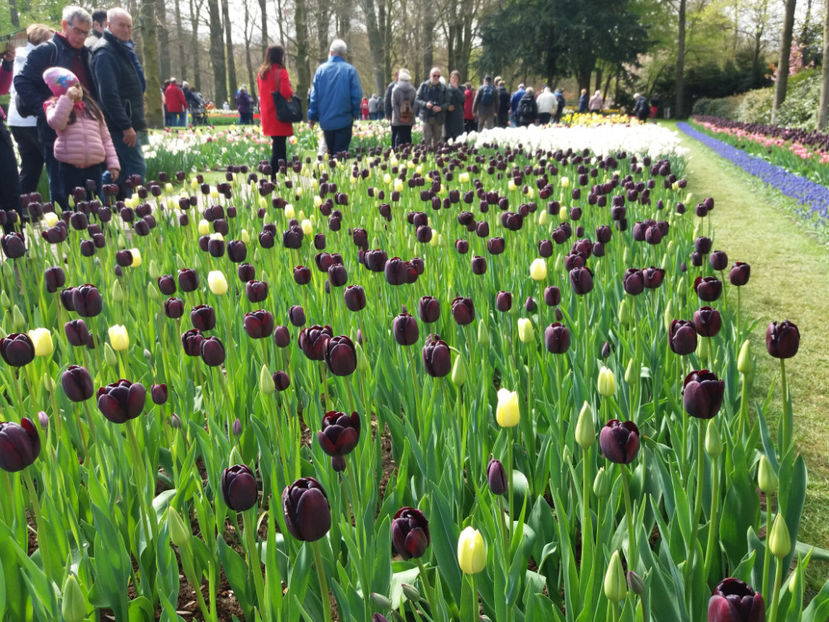 Picture 340 - Keukenhof Olanda-aprilie 2017