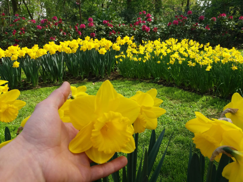 Picture 346 - Keukenhof Olanda-aprilie 2017