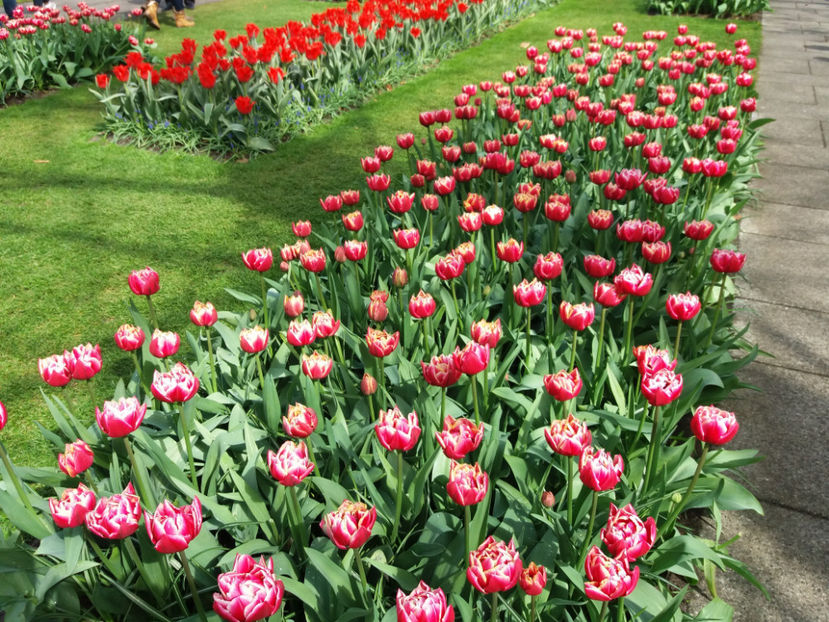 Picture 347 - Keukenhof Olanda-aprilie 2017