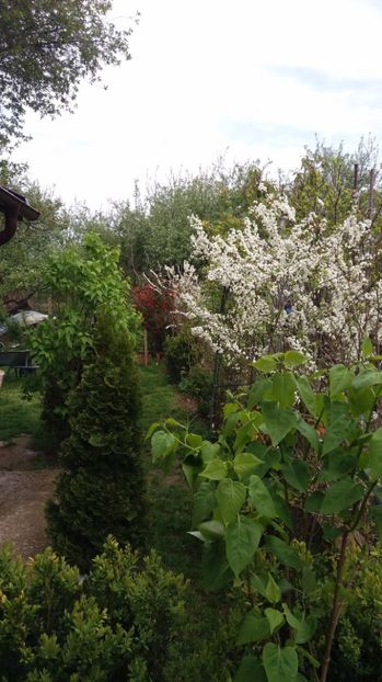  - De prin gradina 2017