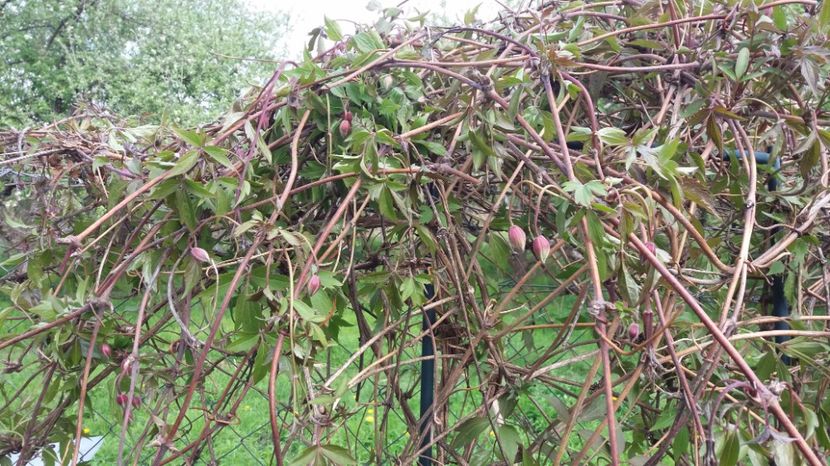  - De prin gradina 2017